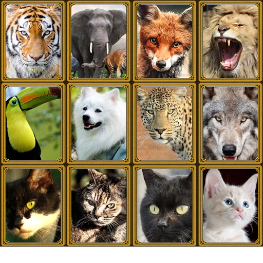 動物カード